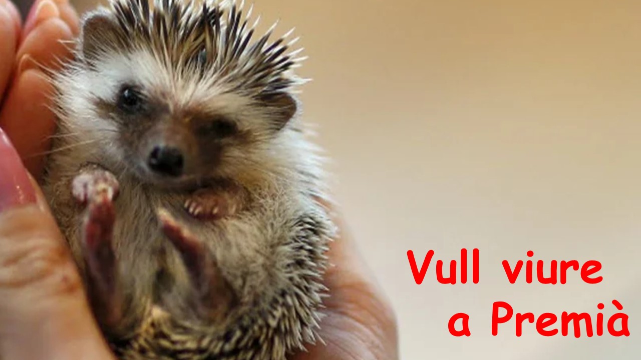 Imatge pels mitjans: Ells, també són premianencs. Protegim la fauna urbana. 