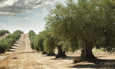 como-cuidar-los-olivos.jpg